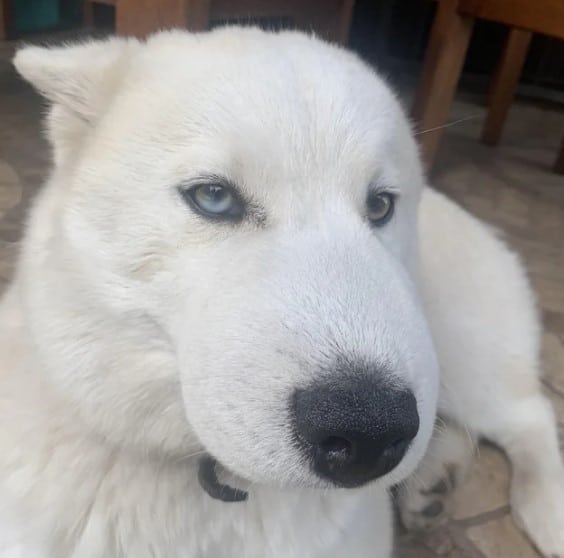 funny white dog that ate a bee