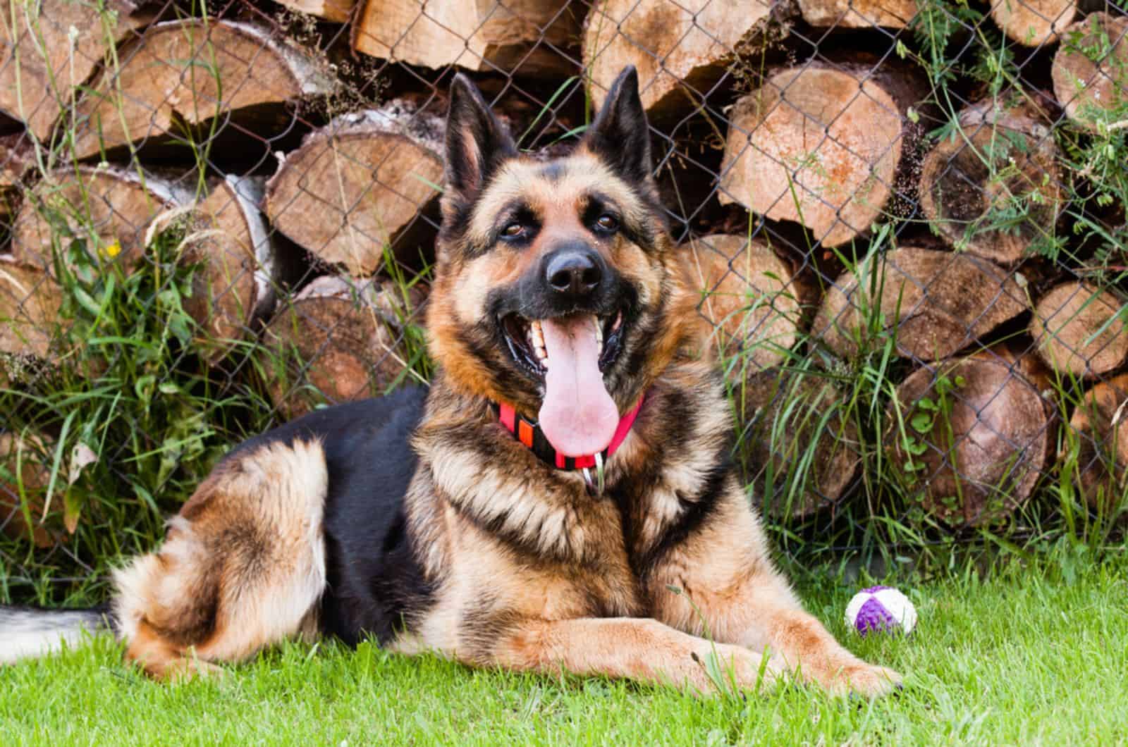 german shepherd lying in the yard