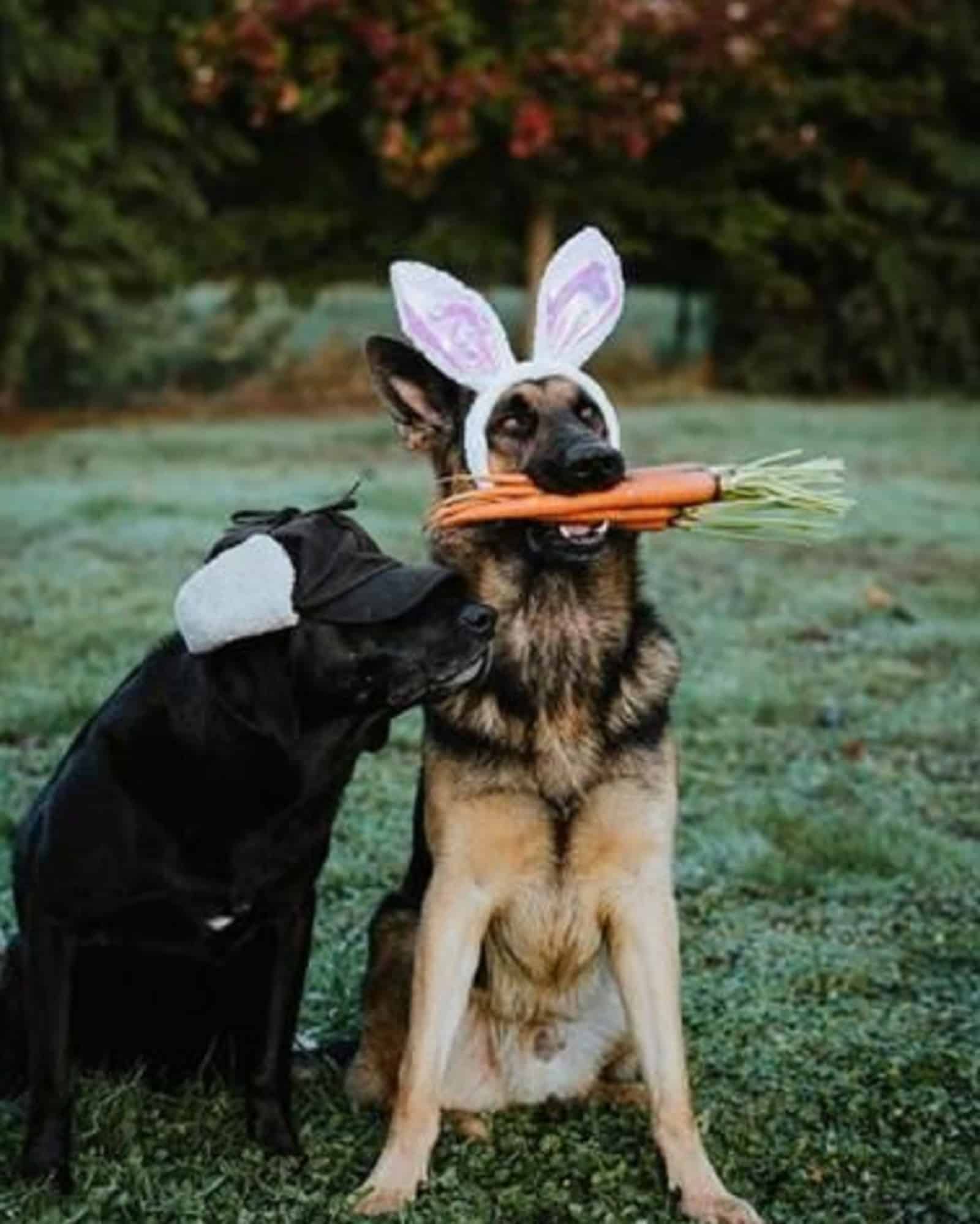 german shepherd as easter bunny