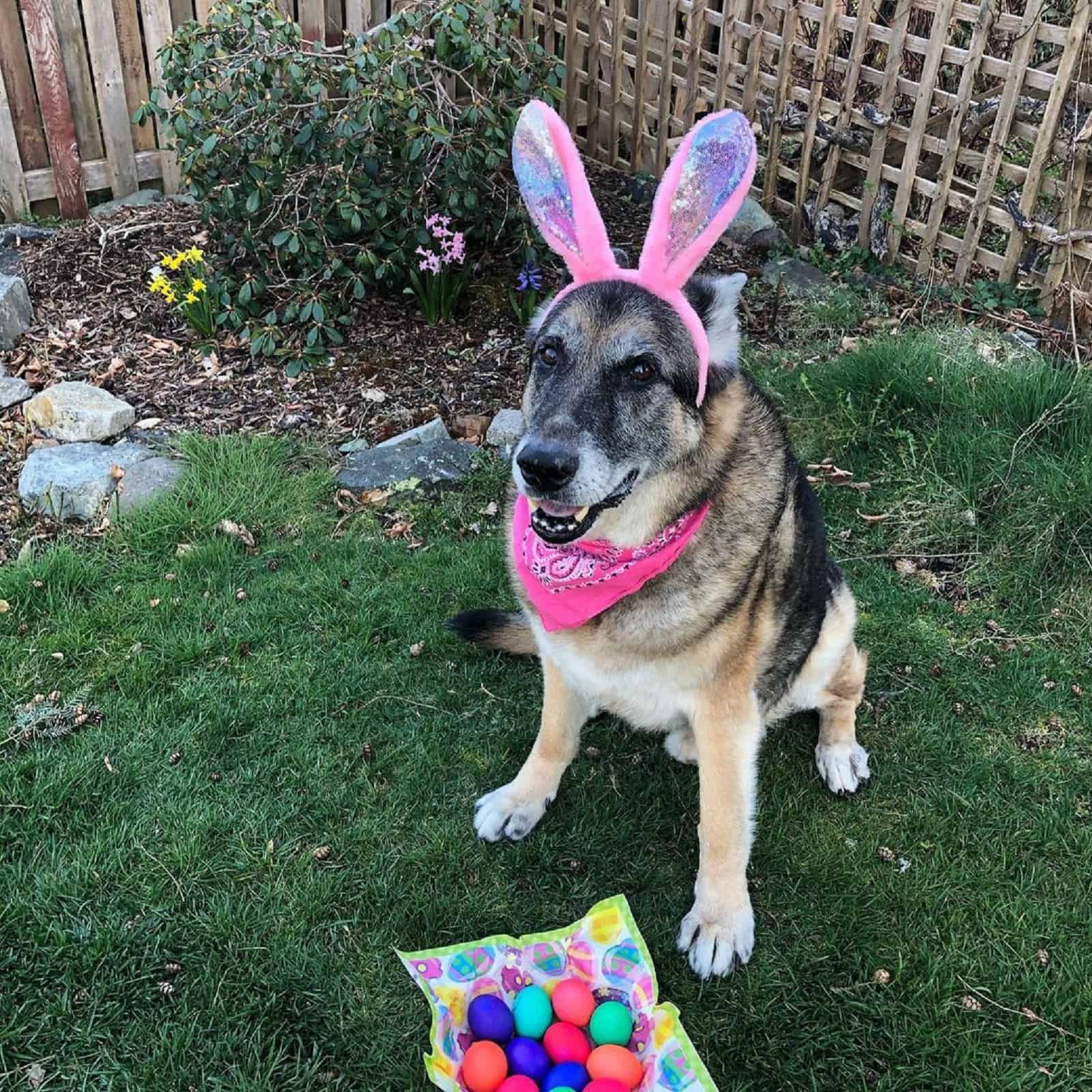 german shepherd as easter bunny sitting beside easter eggs in the garden