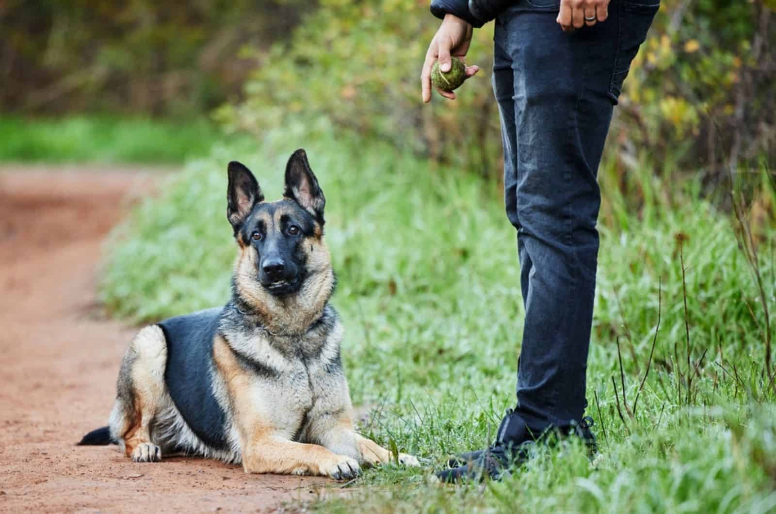 german shepherd being trained by his owner in the park