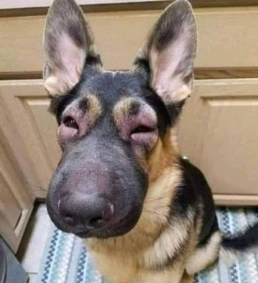 german shepherd bitten by bees