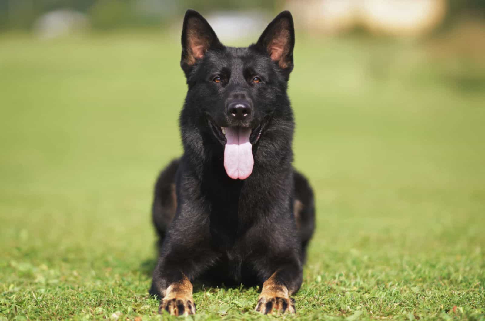 german shepherd dog lying on the grass