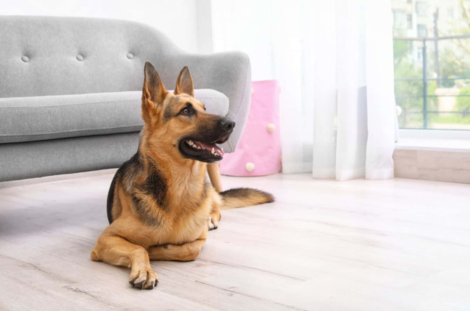 german shepherd dog lying on the floor in an apartment