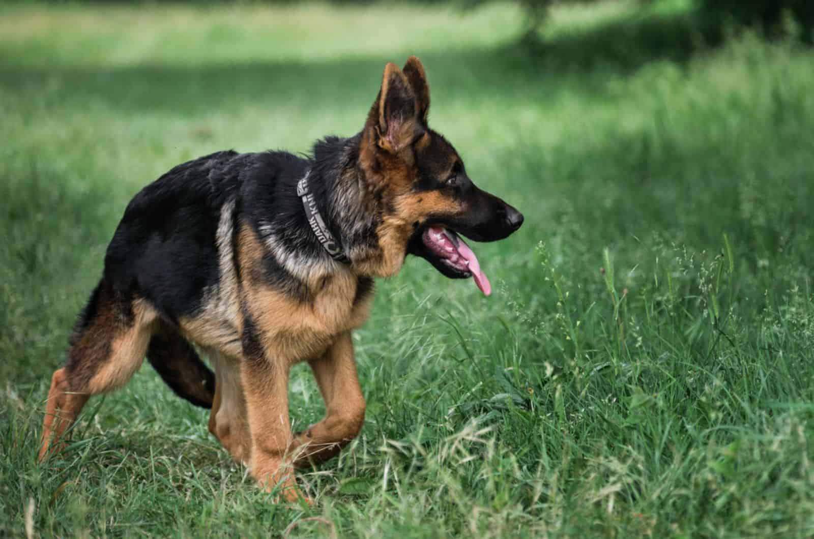 german shepherd dog playing on a meadow