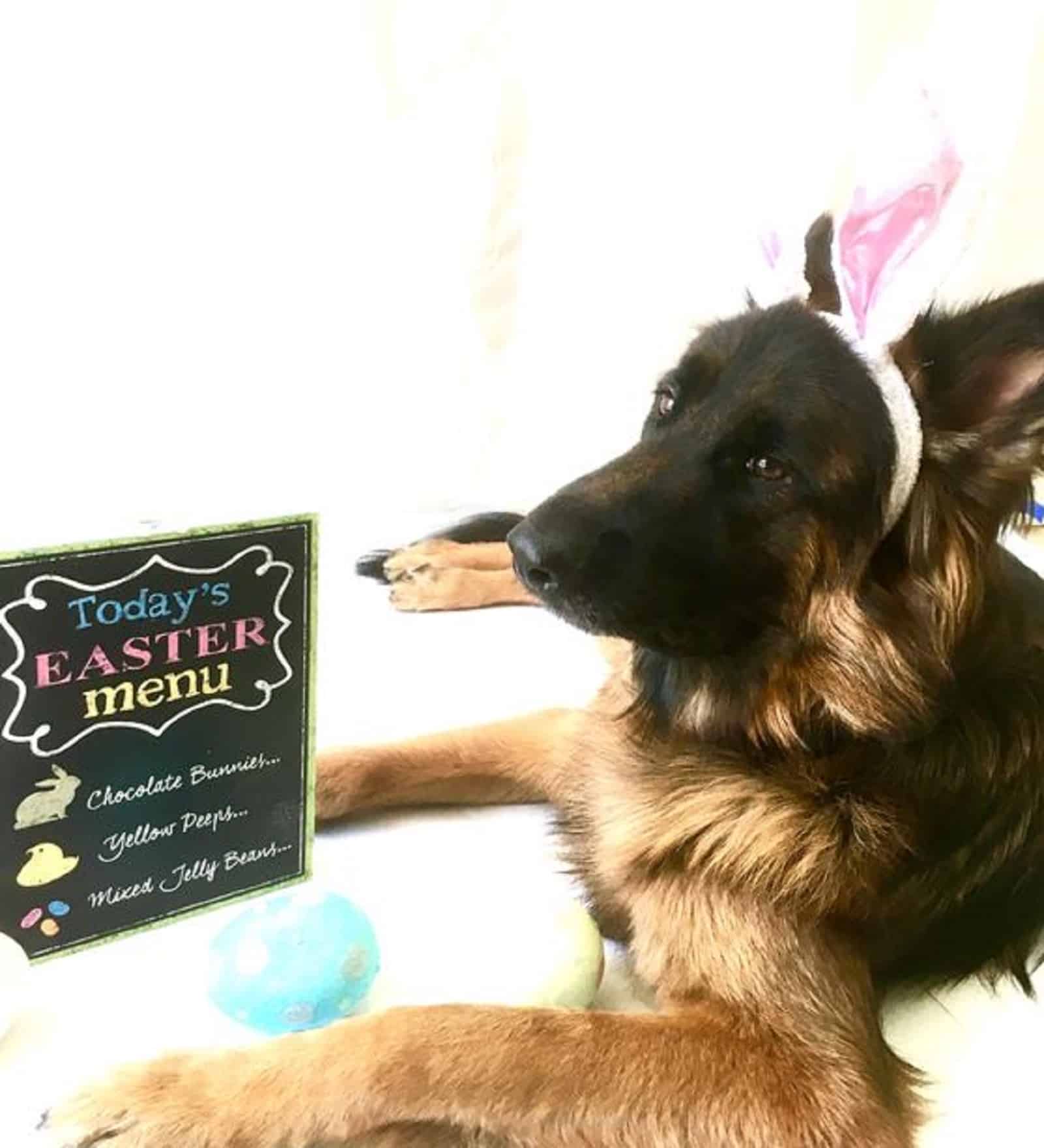 german shepherd dog celebrating easter