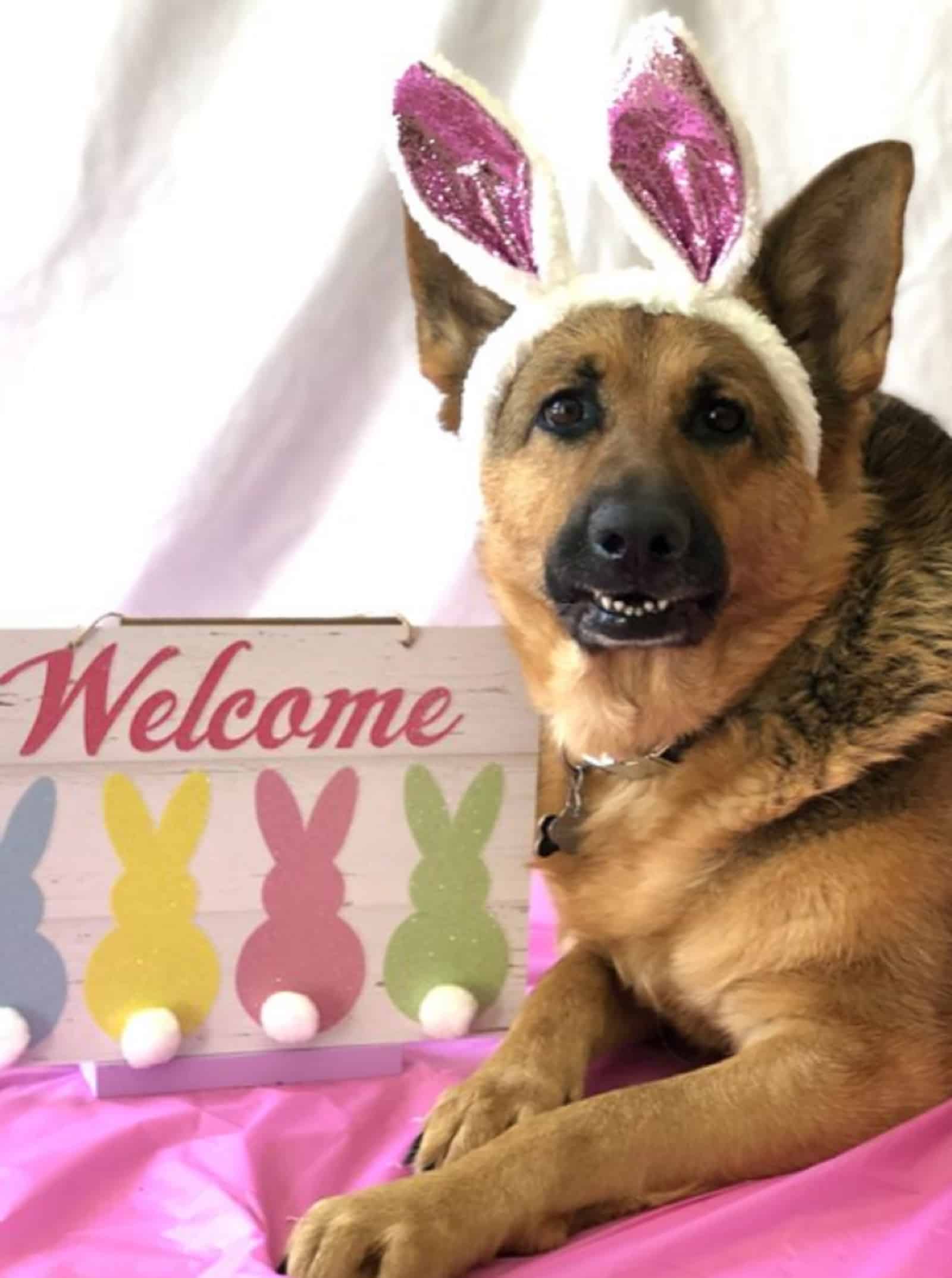 german shepherd dog as easter bunny celebrating easter