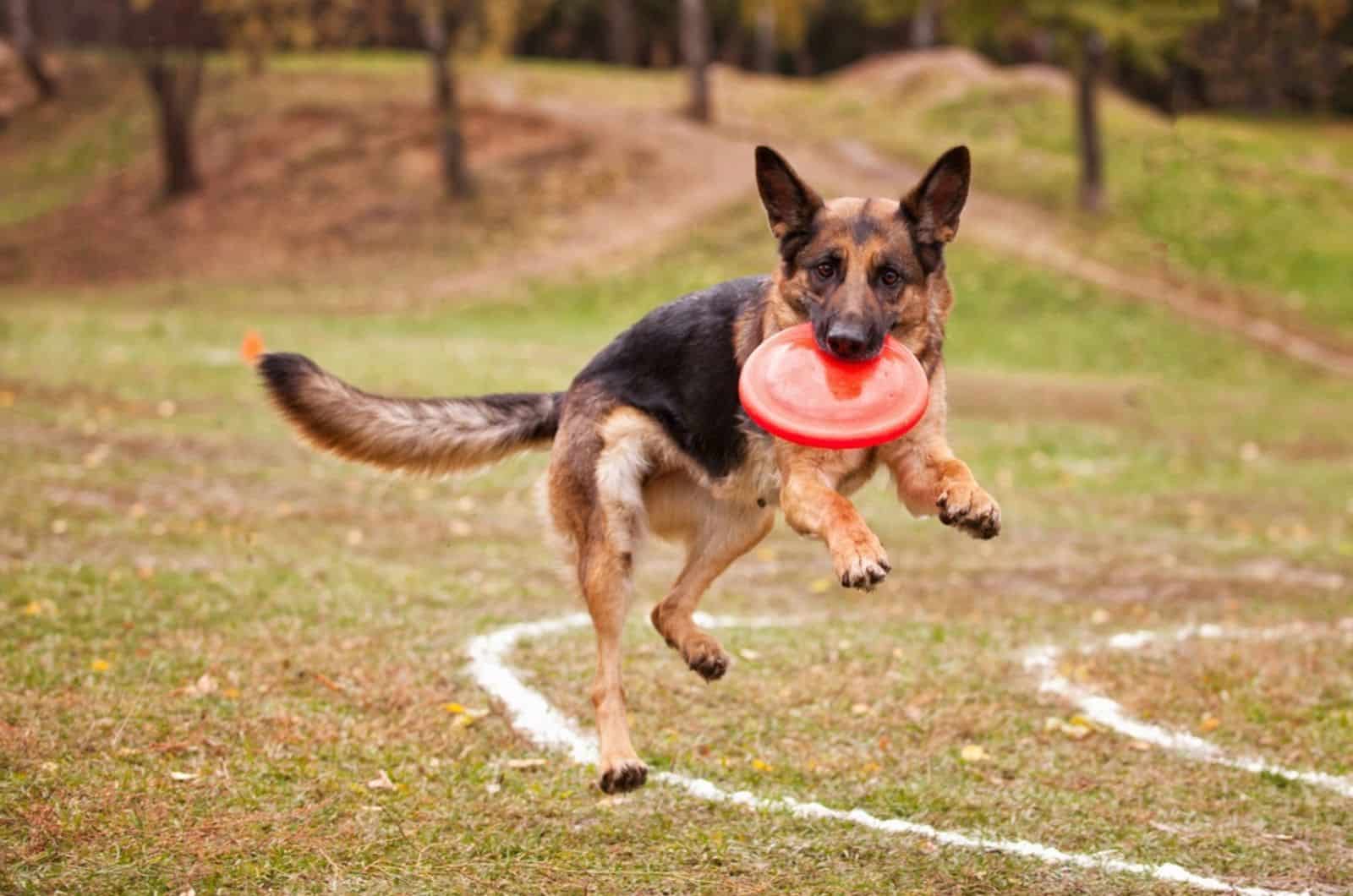 german shepherd dog catches a frisbee in the park