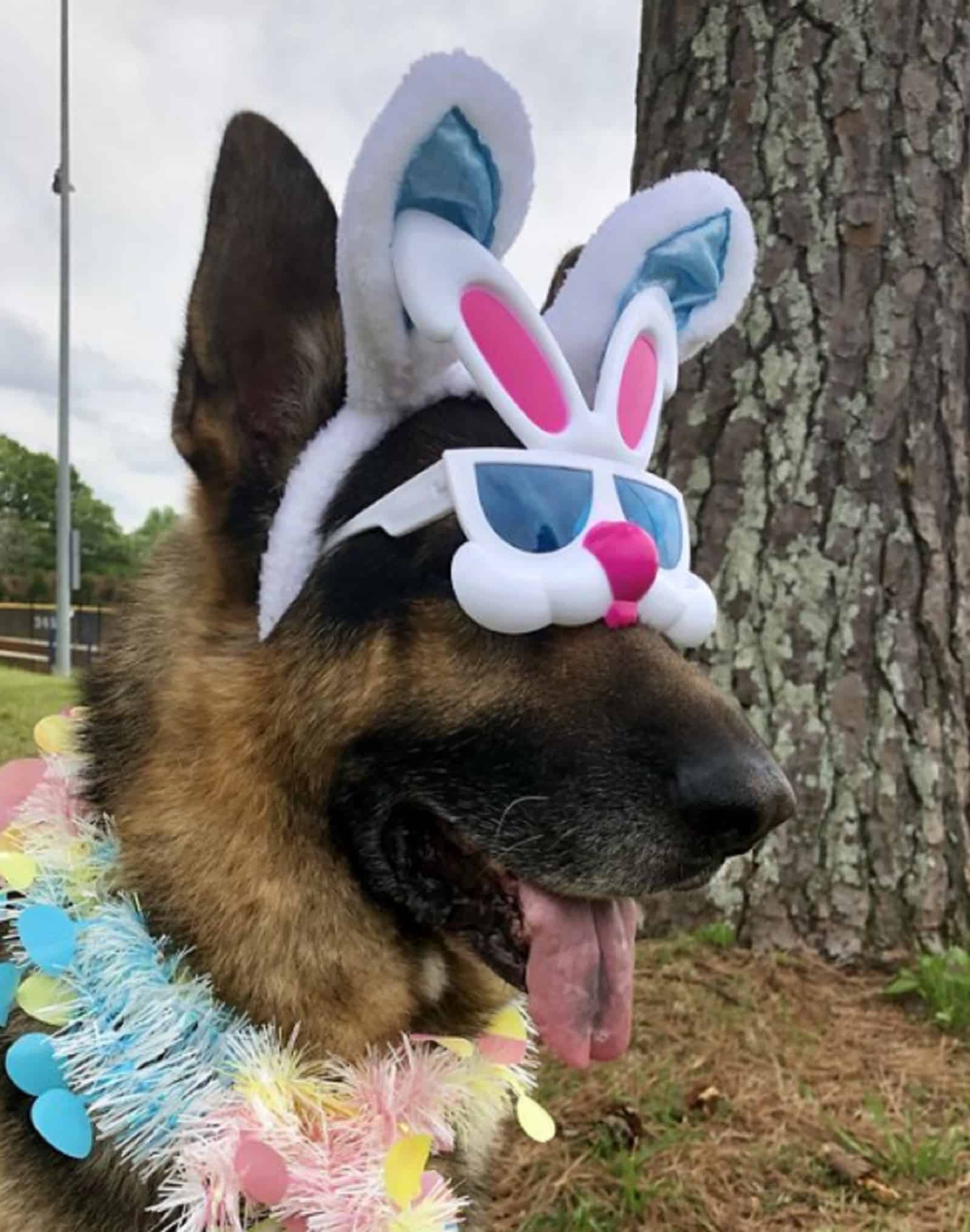 german shepherd dog celebrating easter wearing easter decoration