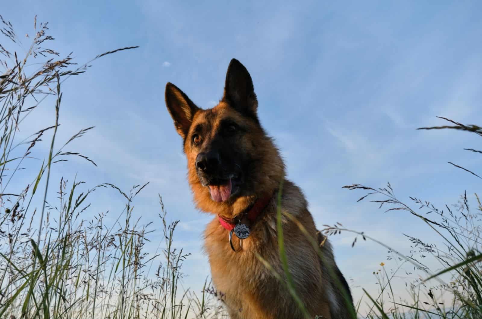 german shepherd dog exploring in nature