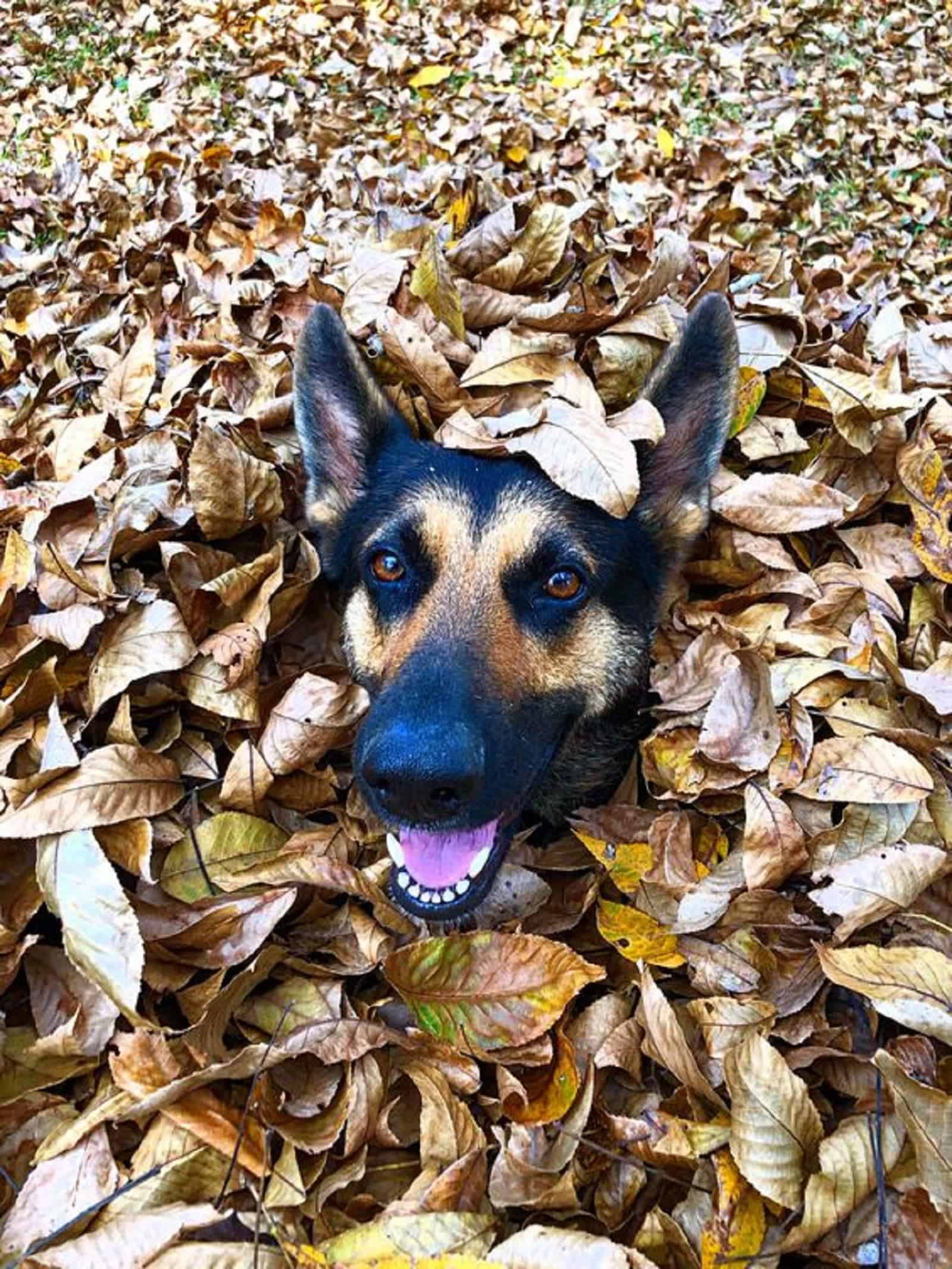 german shepherd dog hiding in fallen leaves in the park