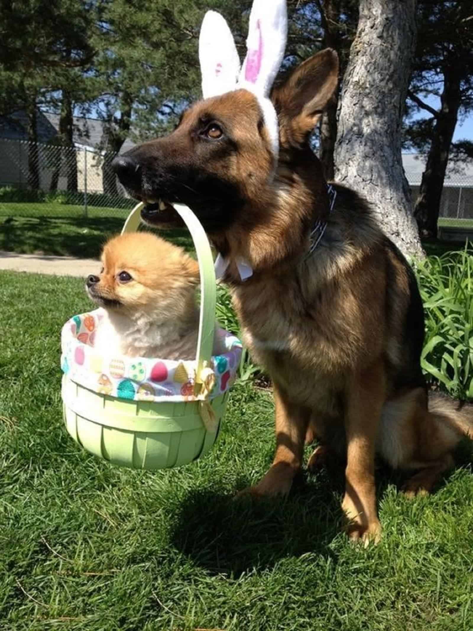 german shepherd dog holding smalldog in easter egg bucket in the garden