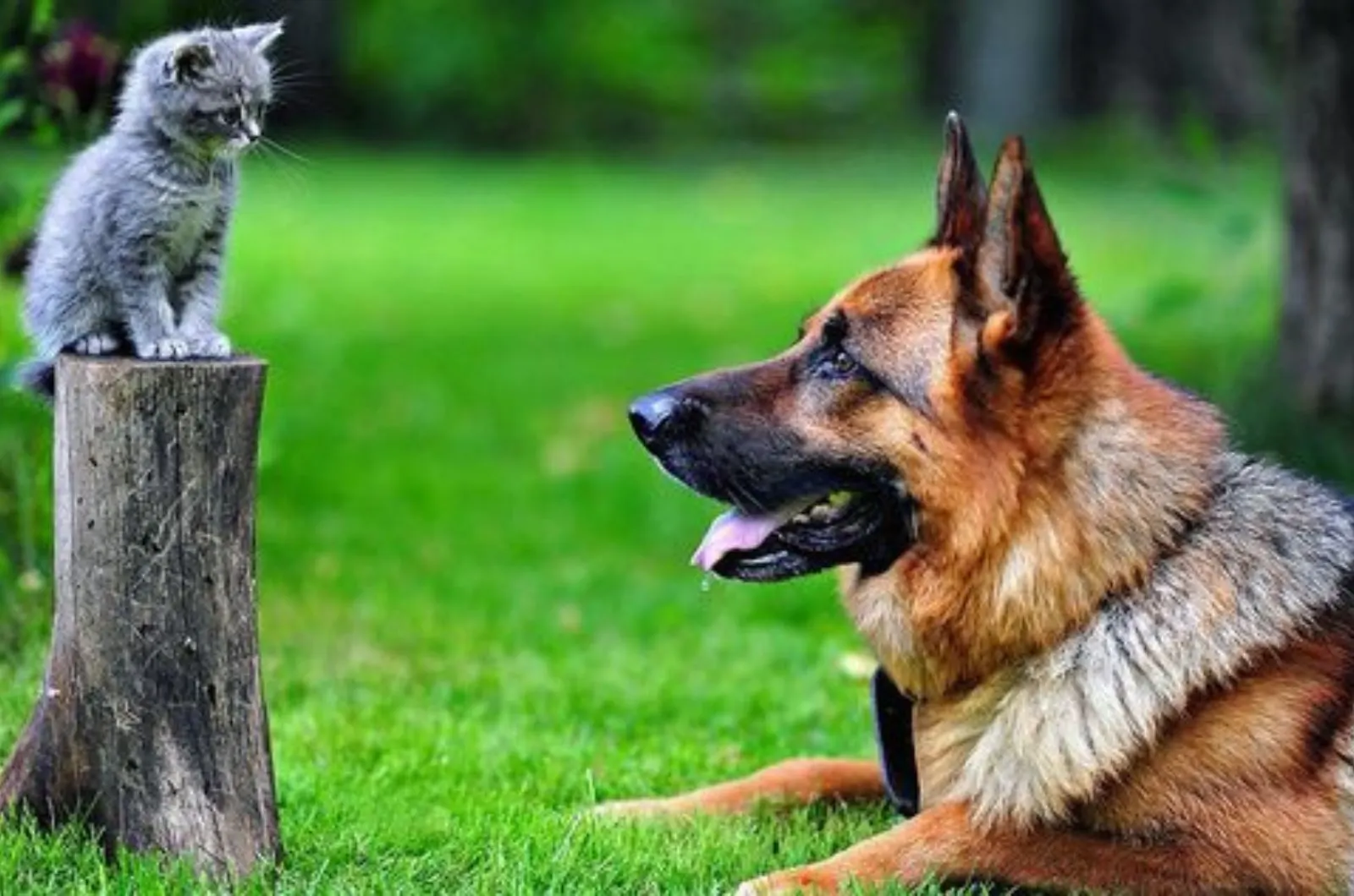 german shepherd dog looking at small kitten in the yard