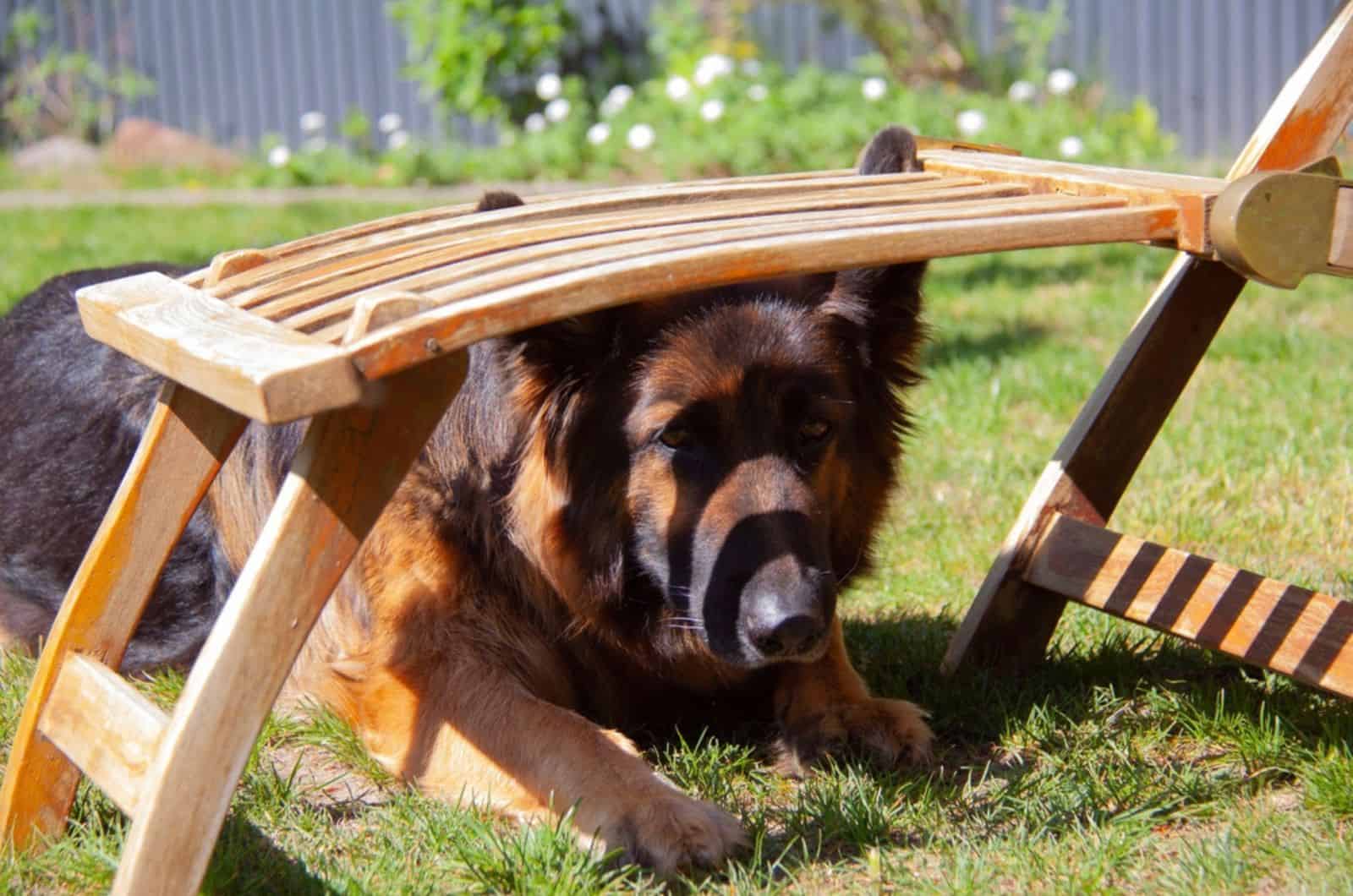 german shepherd dog lying under a wooden garden chair in the garden