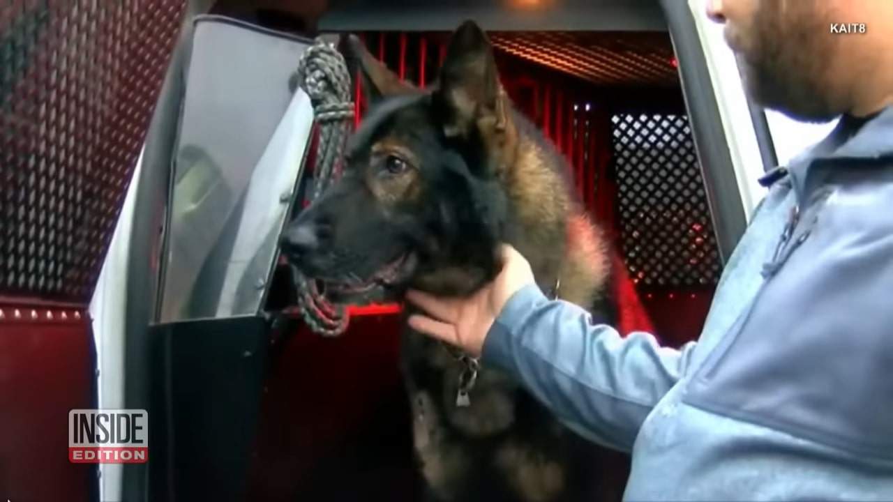 german shepherd dog officer