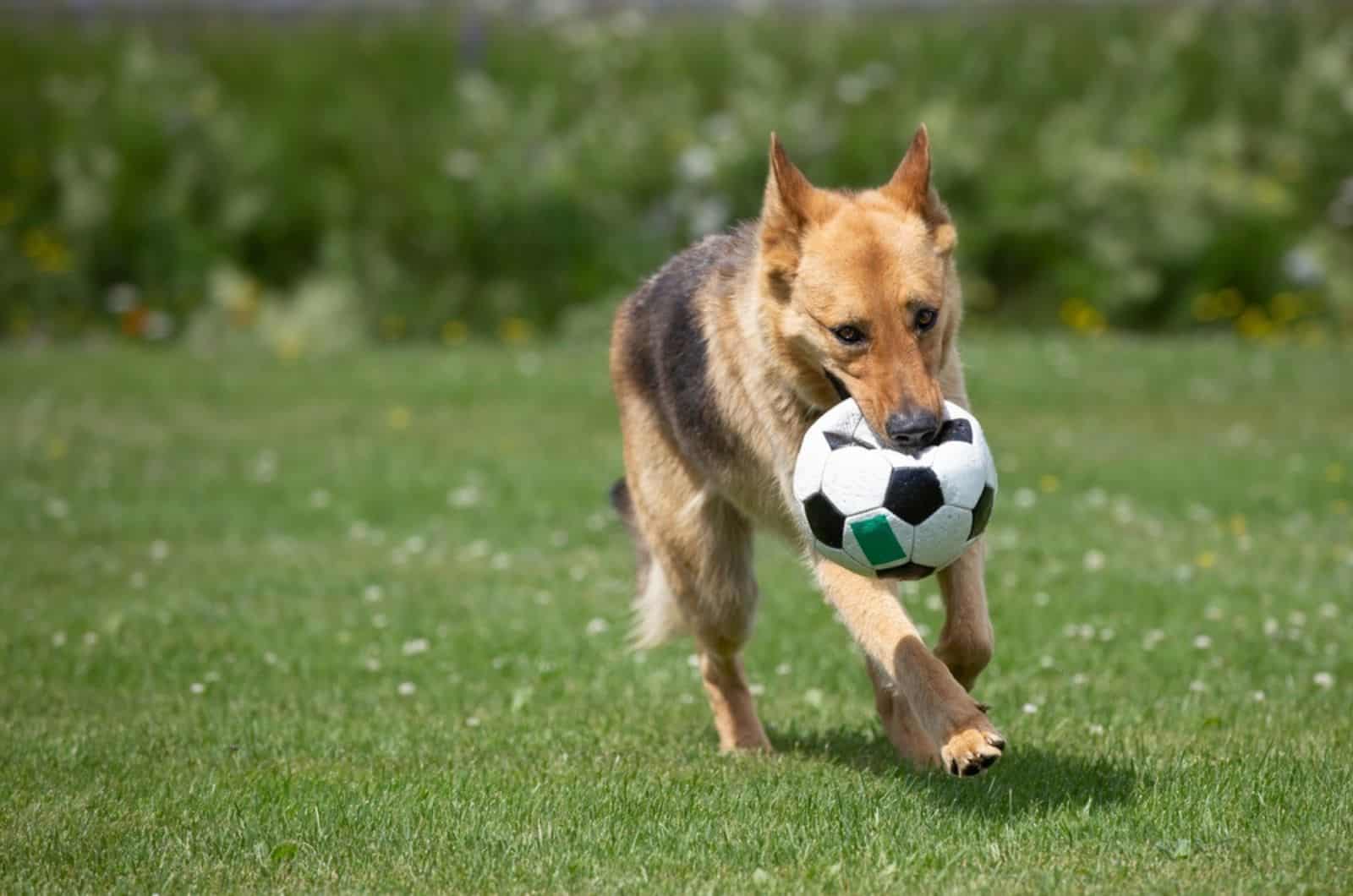 german shepherd dog playing with a ball in the park