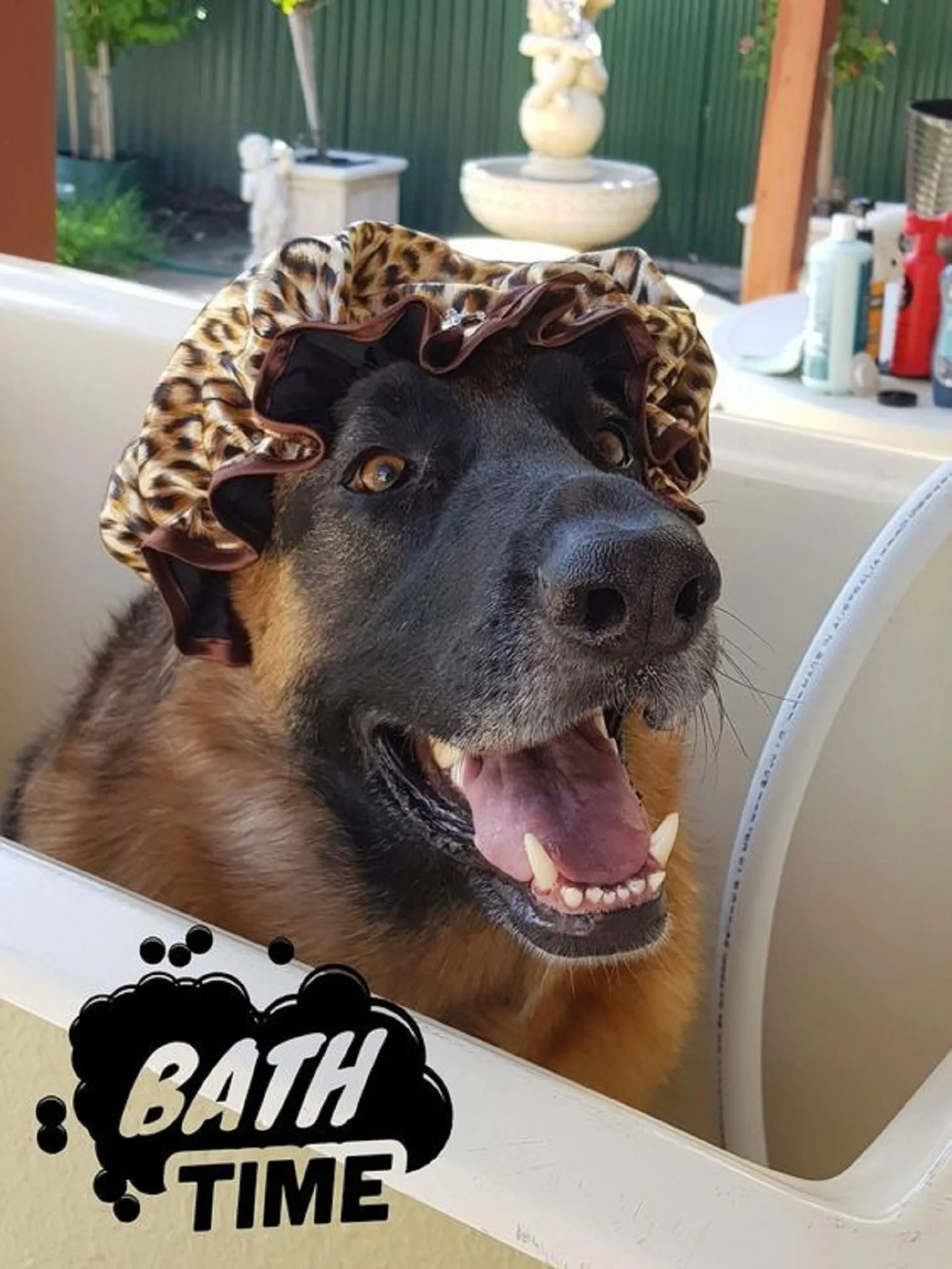 german shepherd dog sitting in a bath with  bath hat on his head