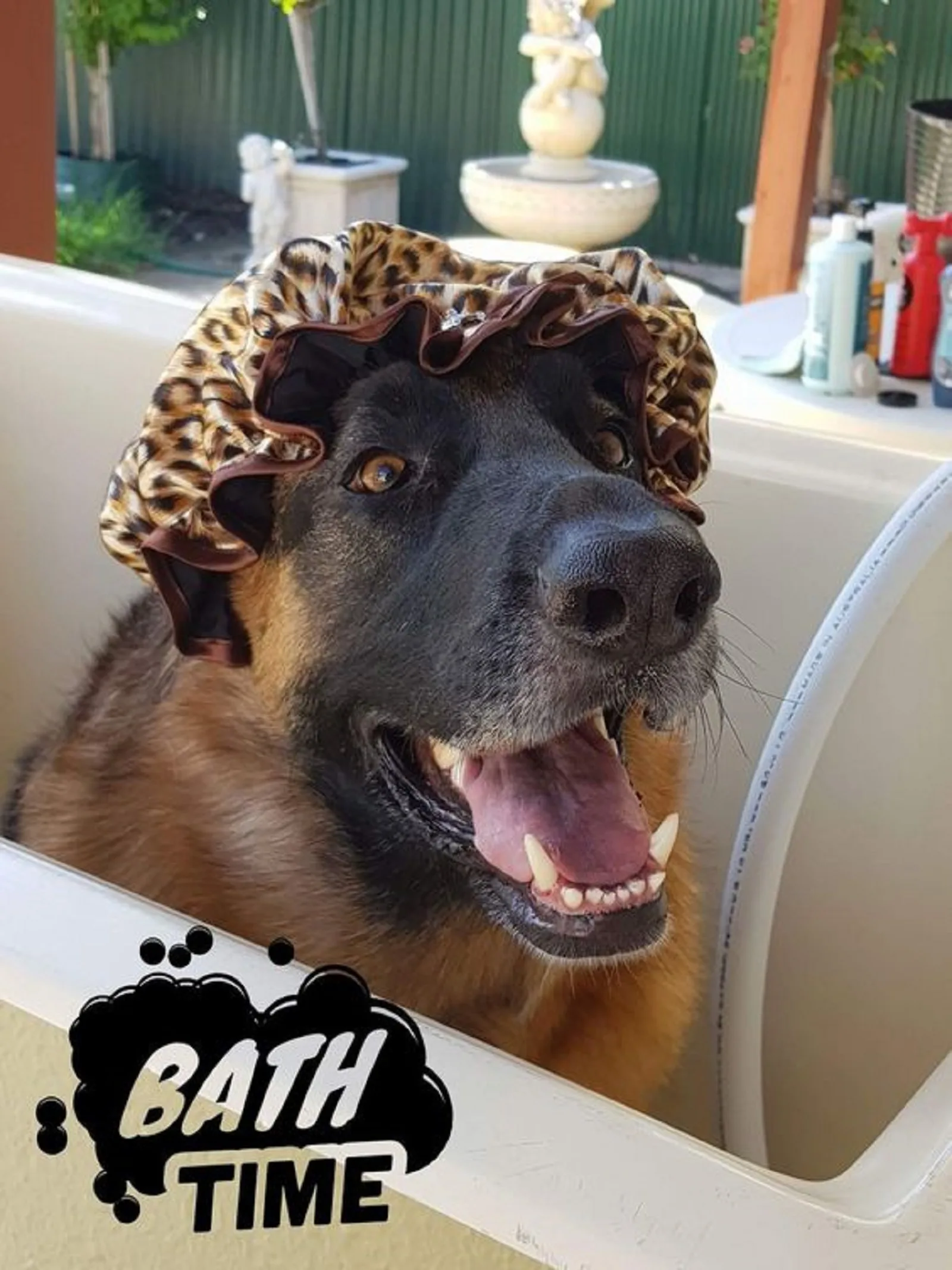 german shepherd dog sitting in a bath with bath hat on his head