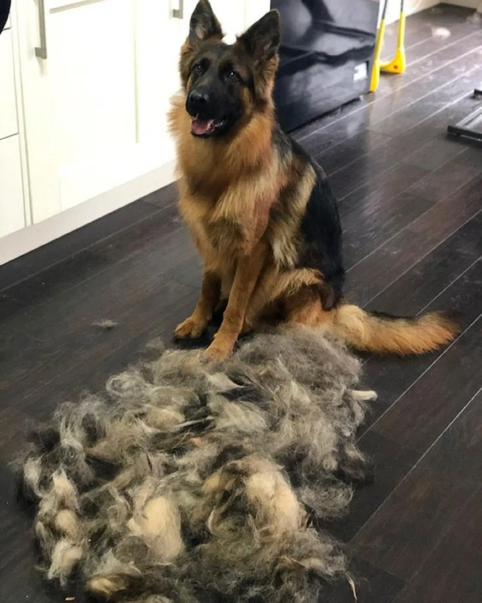german shepherd dog sitting on the floor beside cut hair
