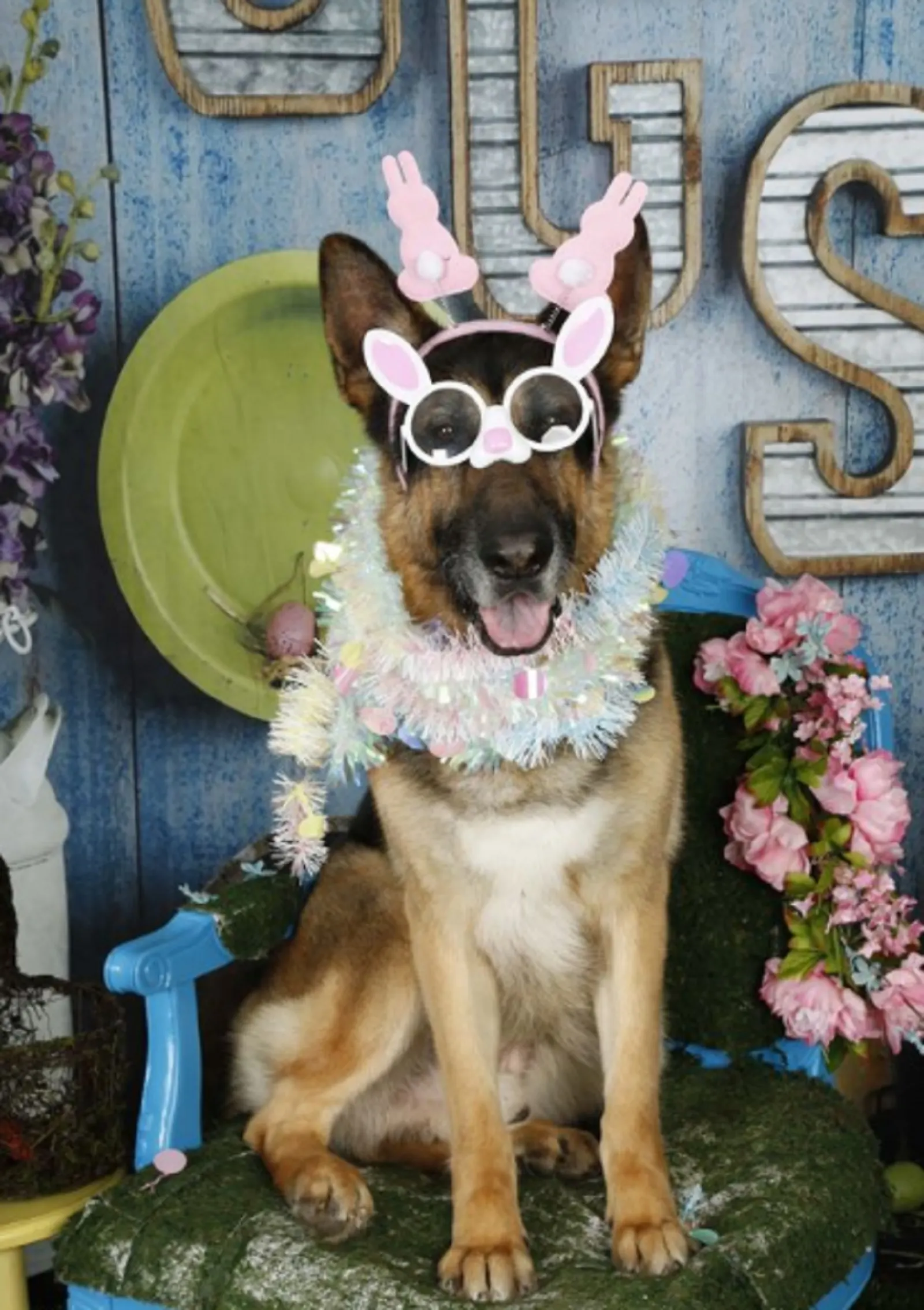 german shepherd dog with easter decoration sitting on the chair
