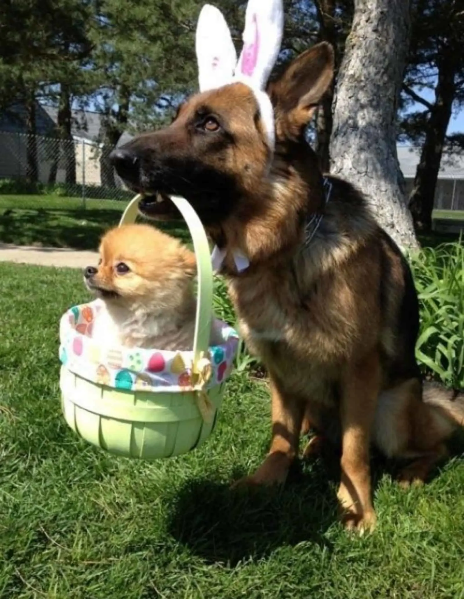 german shepherd holding easter basket with small dog in it in the garden