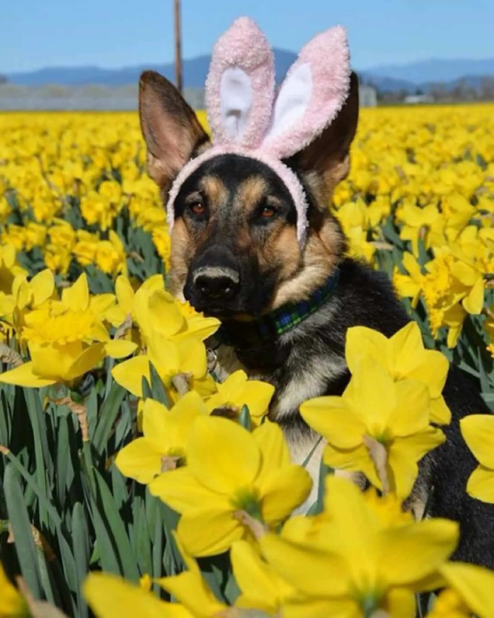 german shepherd in flower field as easter bunny