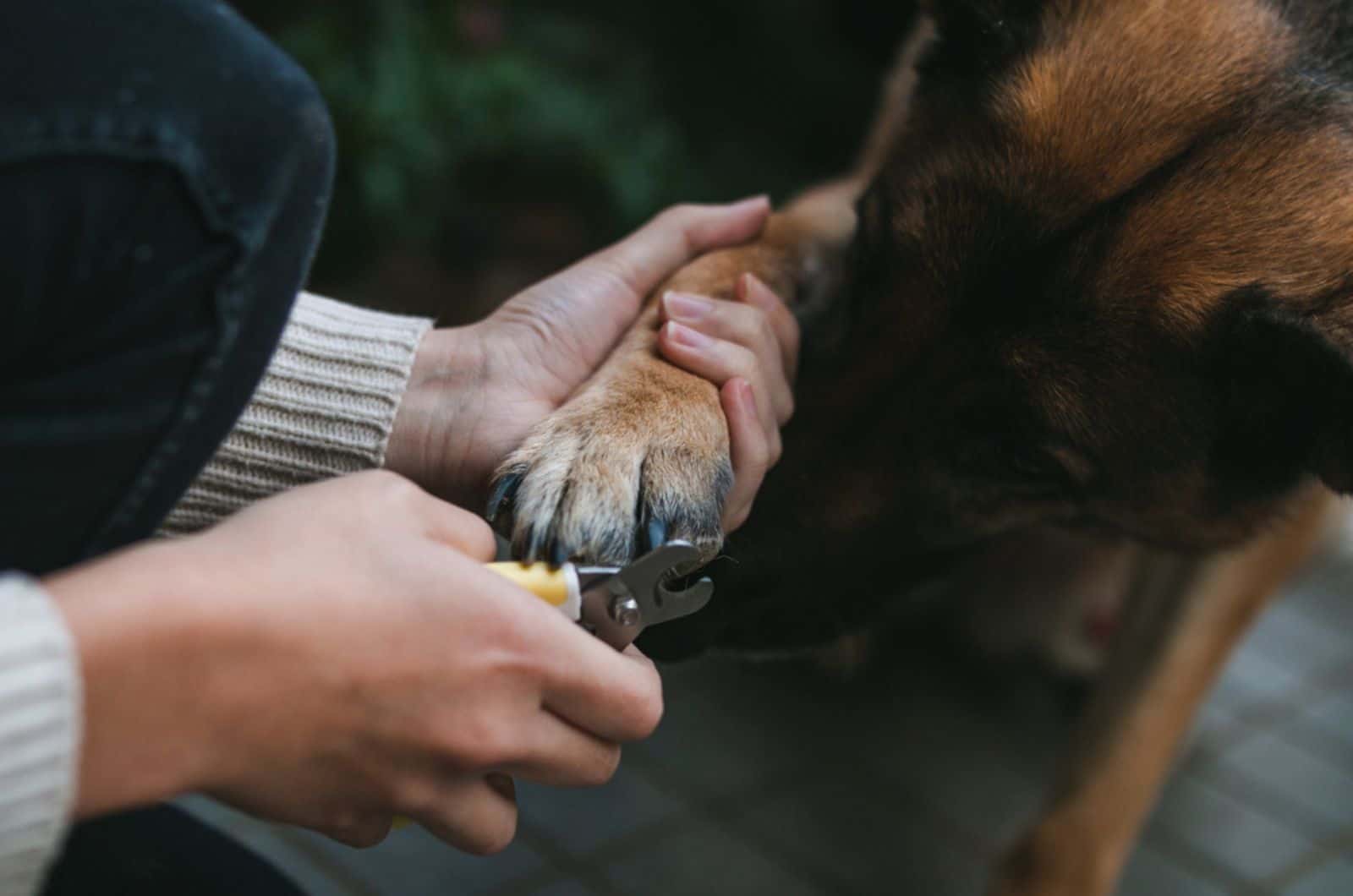 german shepherd is getting his toenails clipped by his owner