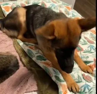 german shepherd is lying on the bed