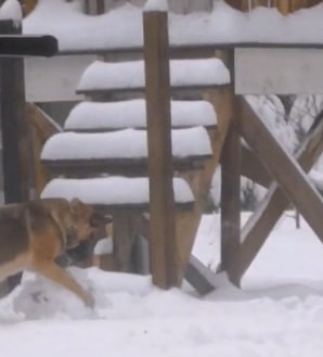 german shepherd is playing with a snowball