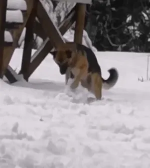 german shepherd is playing with snow
