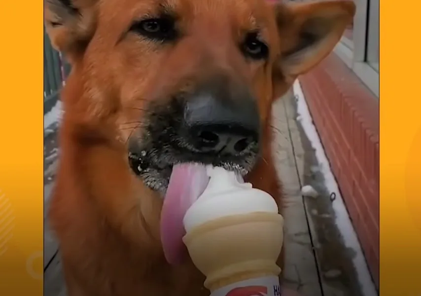 german shepherd licking ice cream