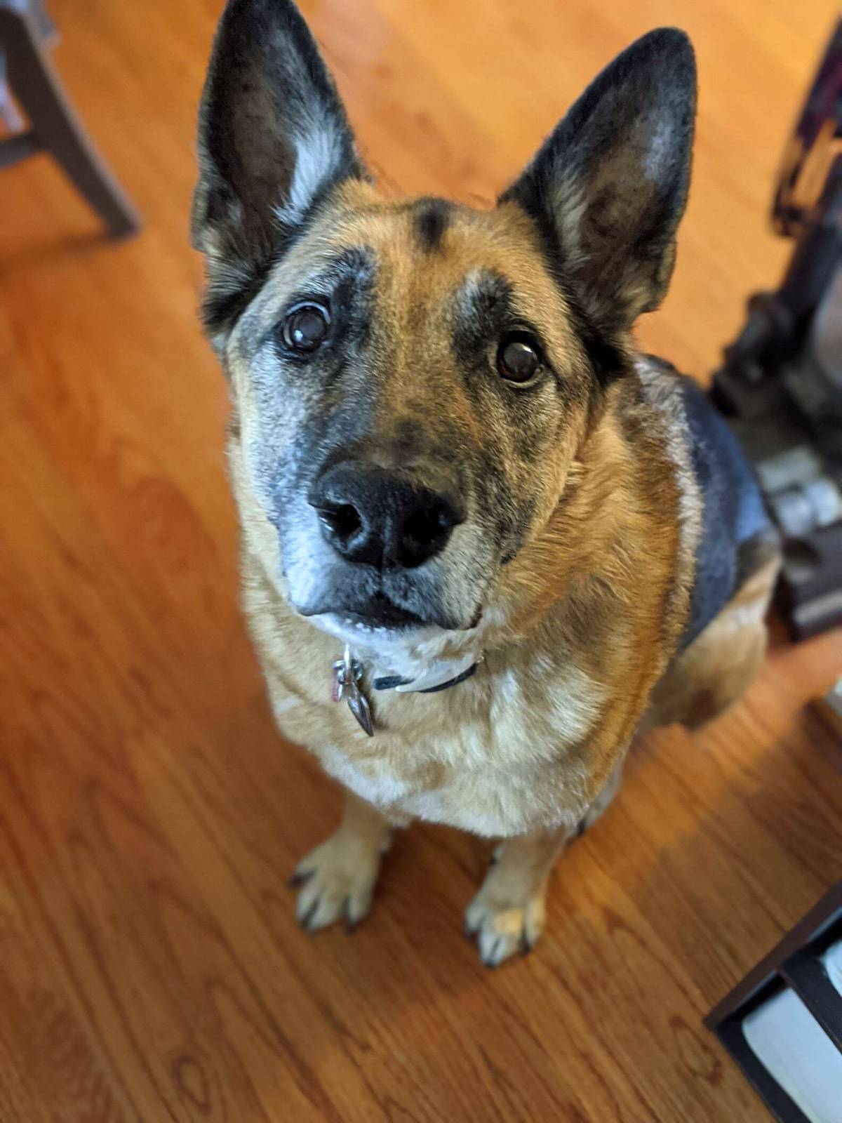 german shepherd looking straight to camera