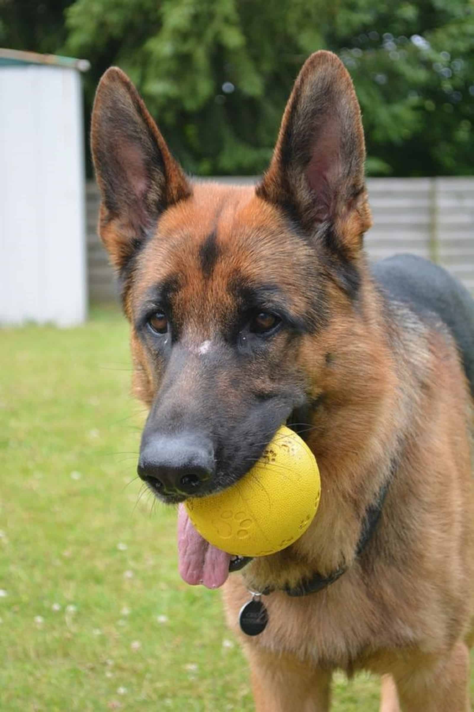 german shepherd playing with a ball in the yard
