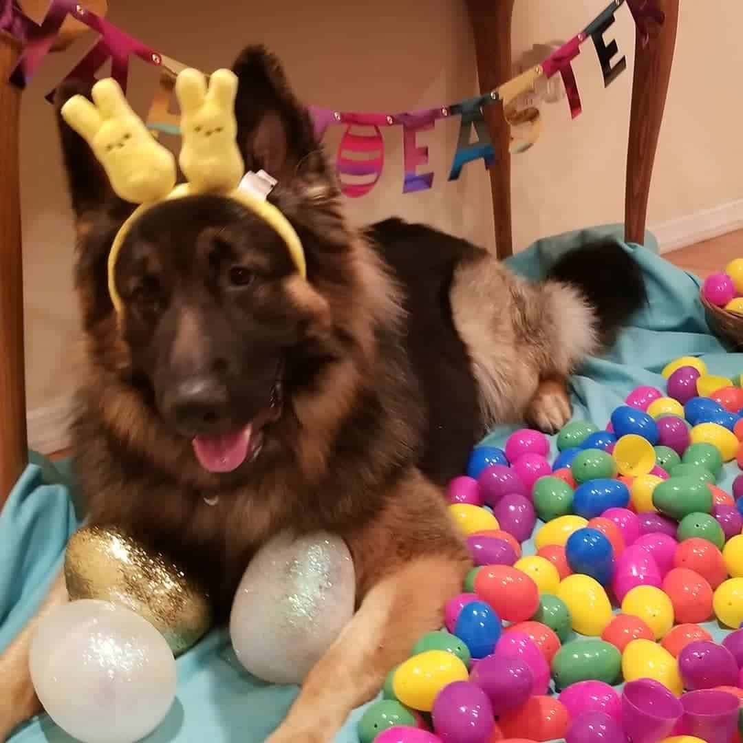 german shepherd poses next to easter eggs