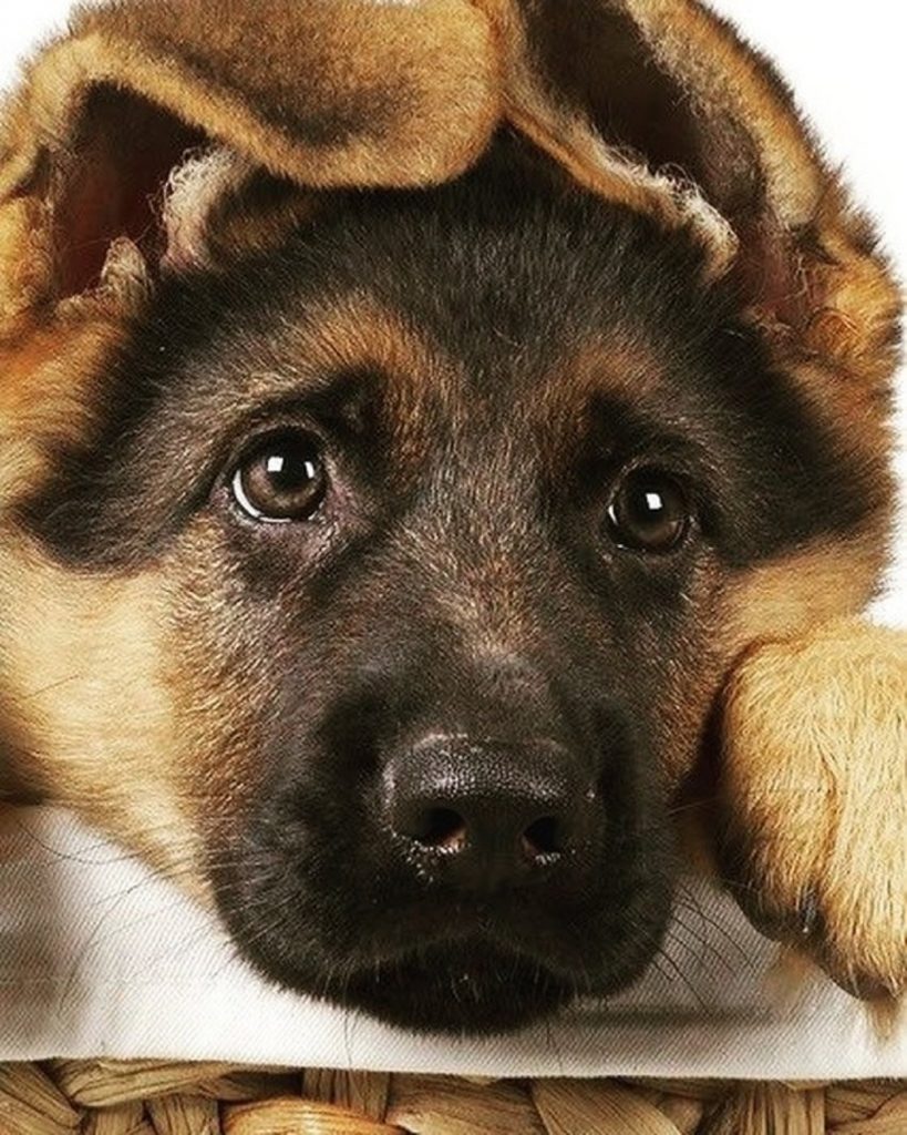 german shepherd puppy looking adorable