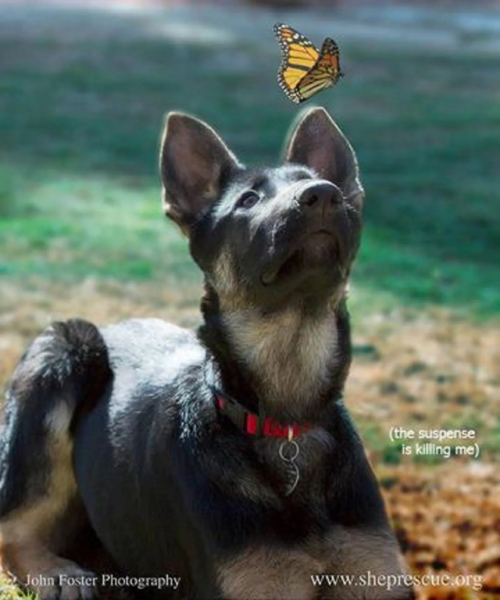 german shepherd puppy looking at butterfly