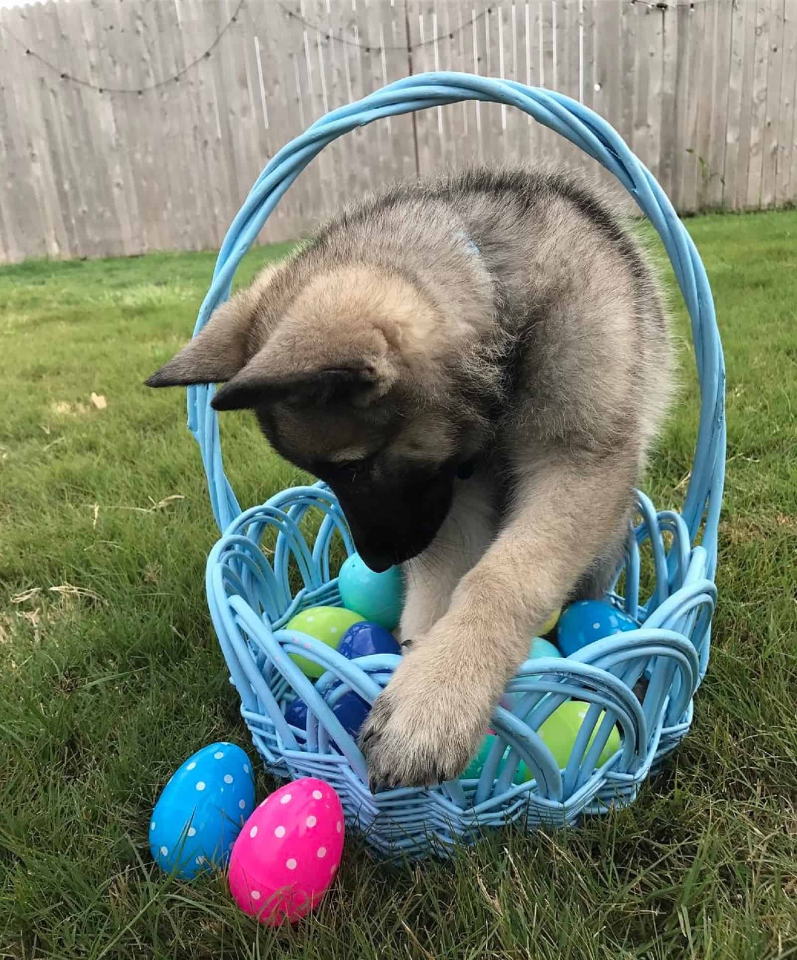 german shepherd puppy sitting in easter egg basket