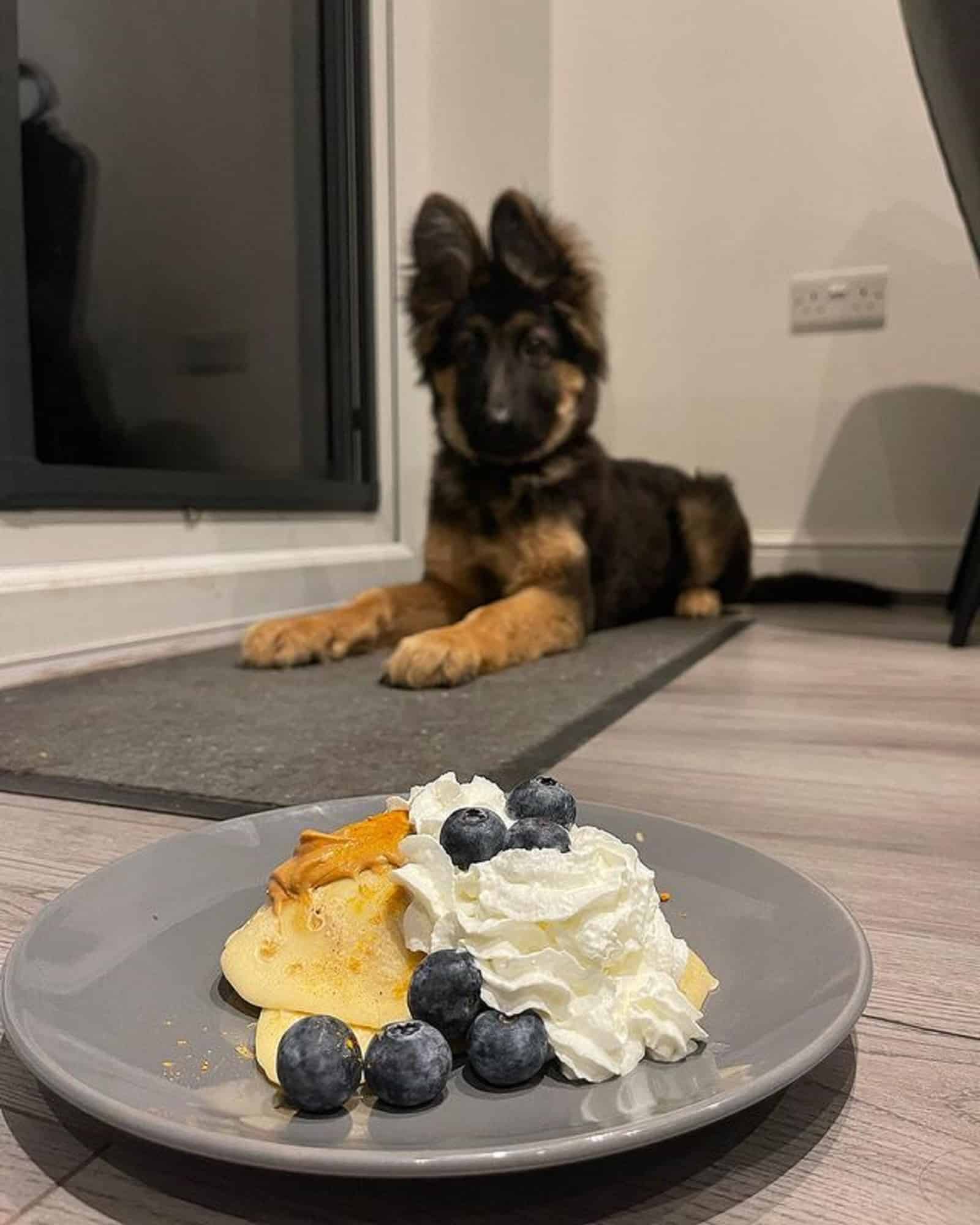 german shepherd puppy looking at plate with pancakes in front of him
