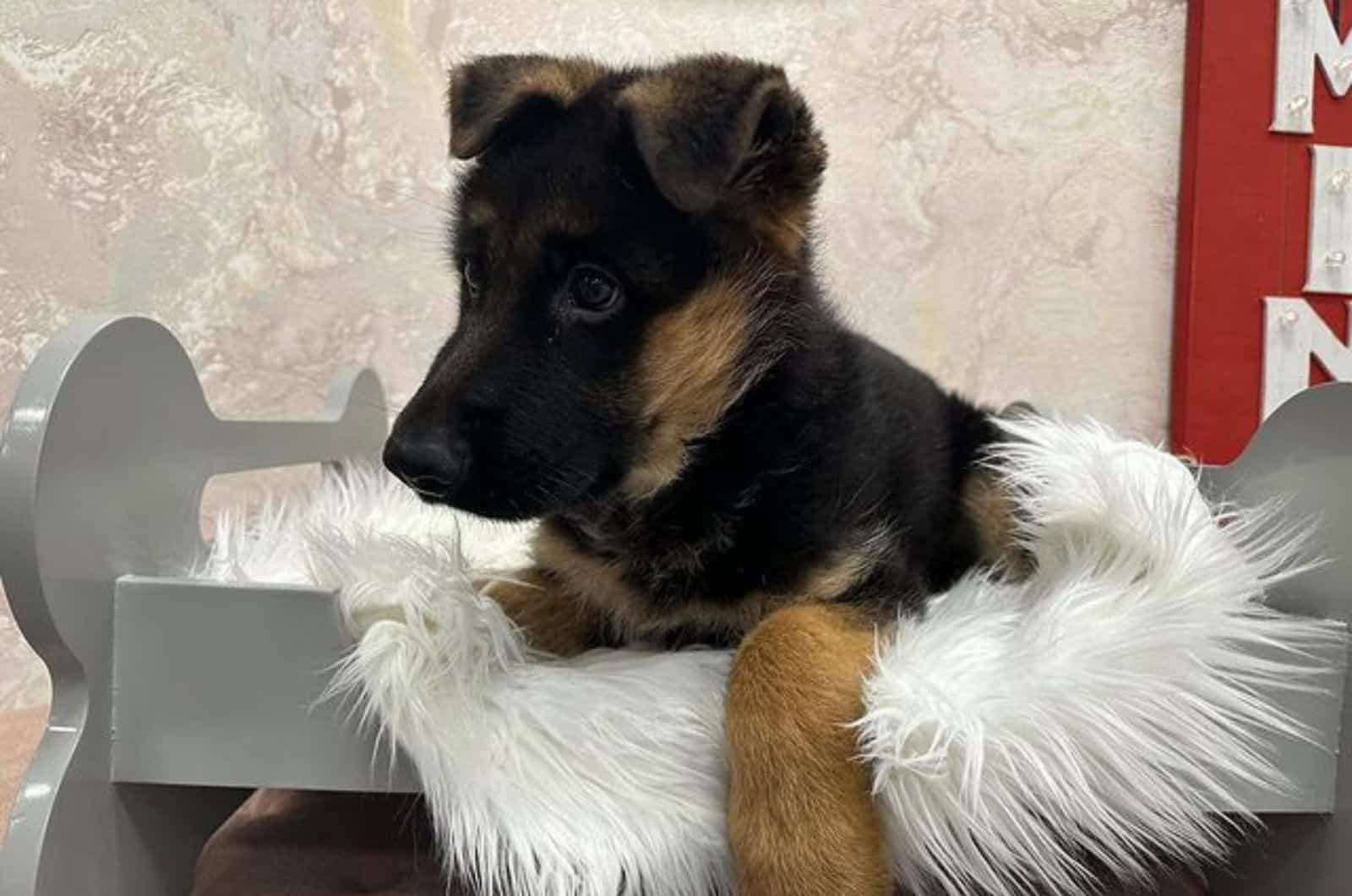 german shepherd puppy lying on fluffy mat in his bed