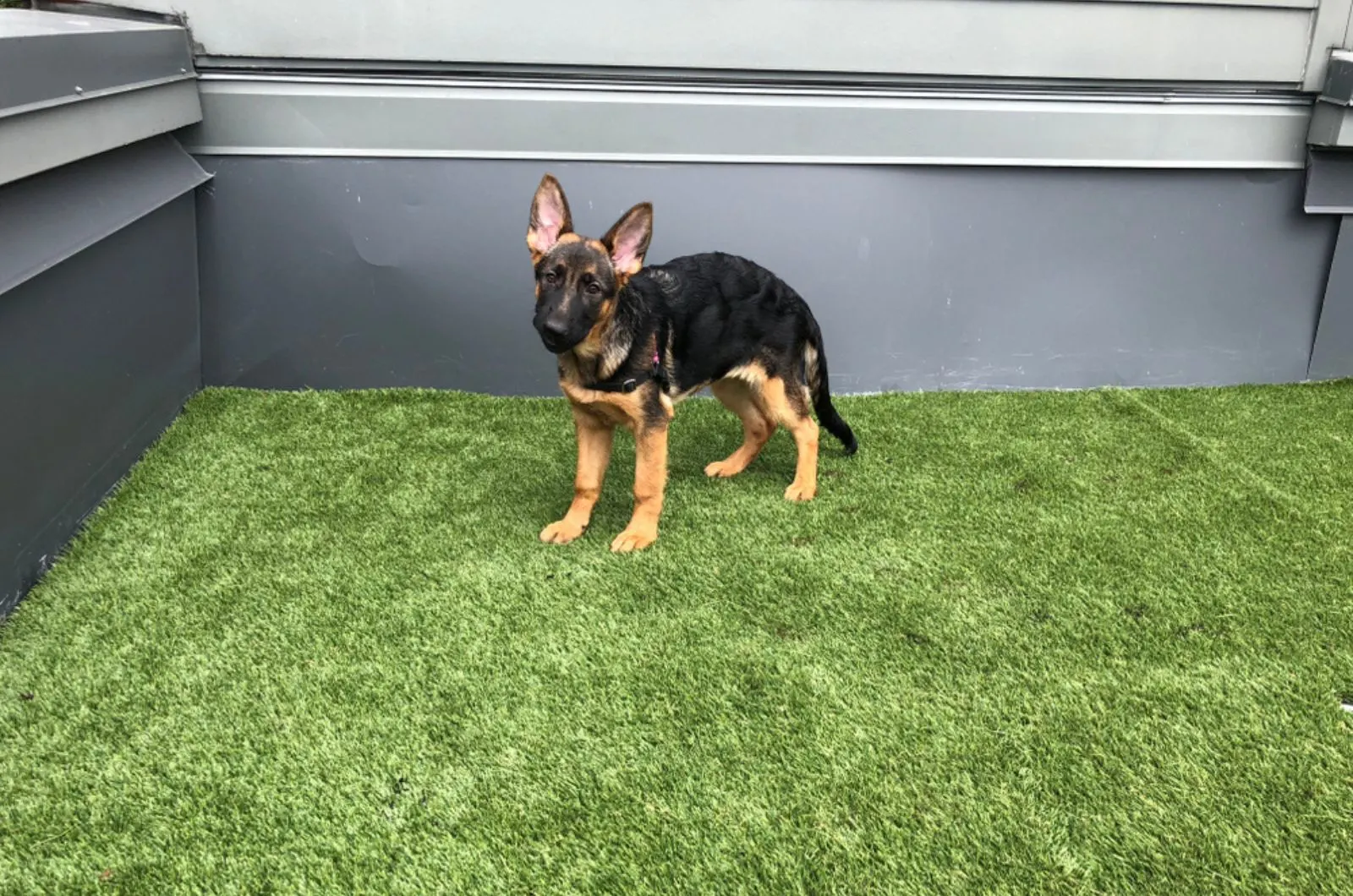 german shepherd puppy learning to pee outside