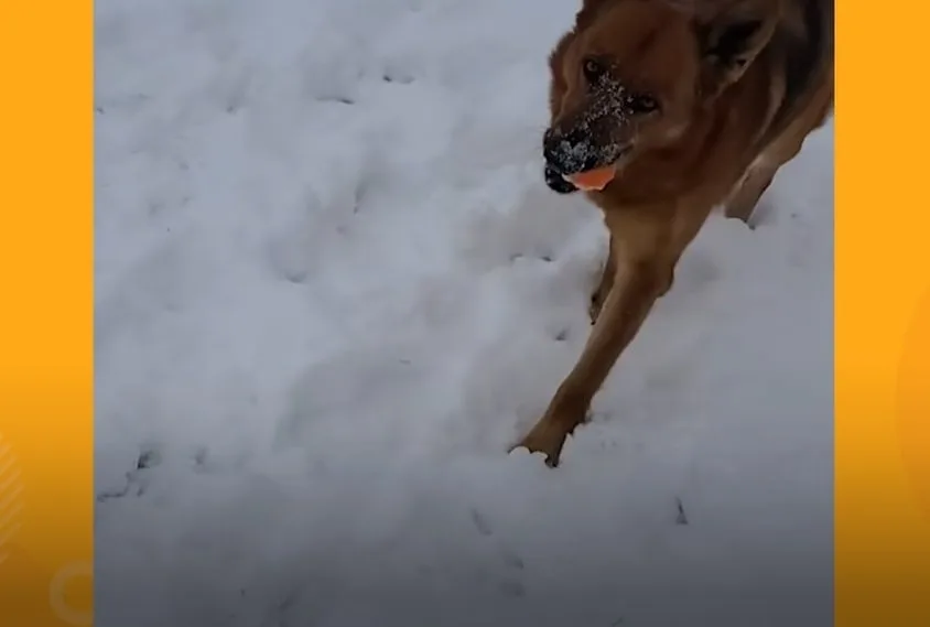 german shepherd running in the snow
