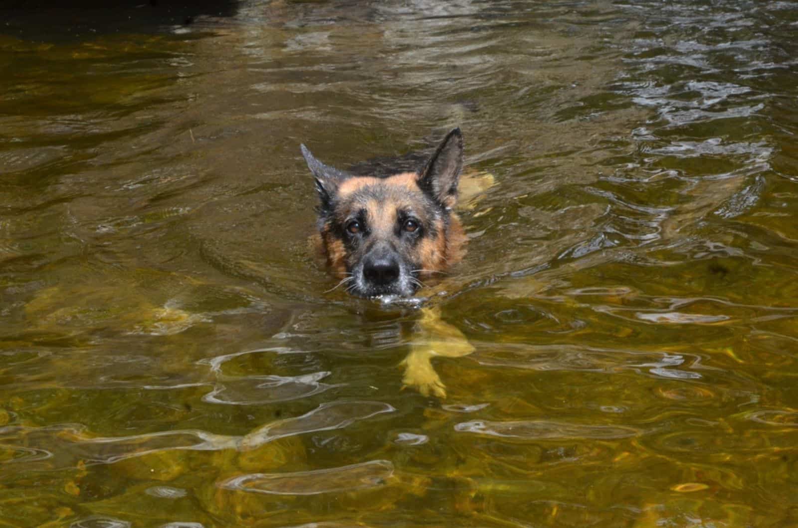 german shepherd swimming in a river