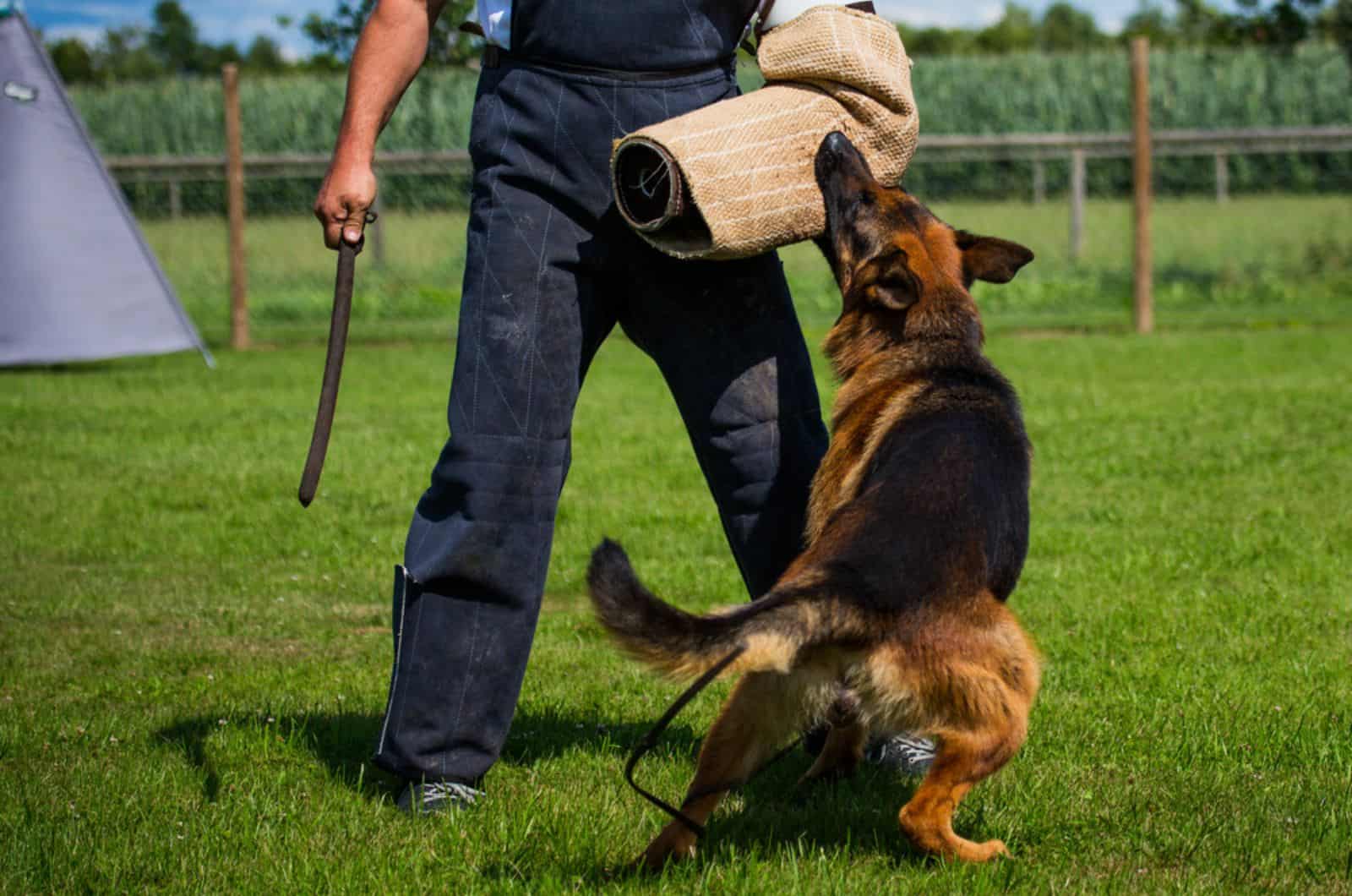 german shepherd training in the park