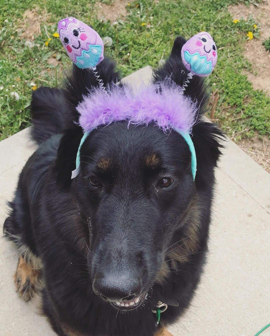 german shepherd wears cute head piece for easter