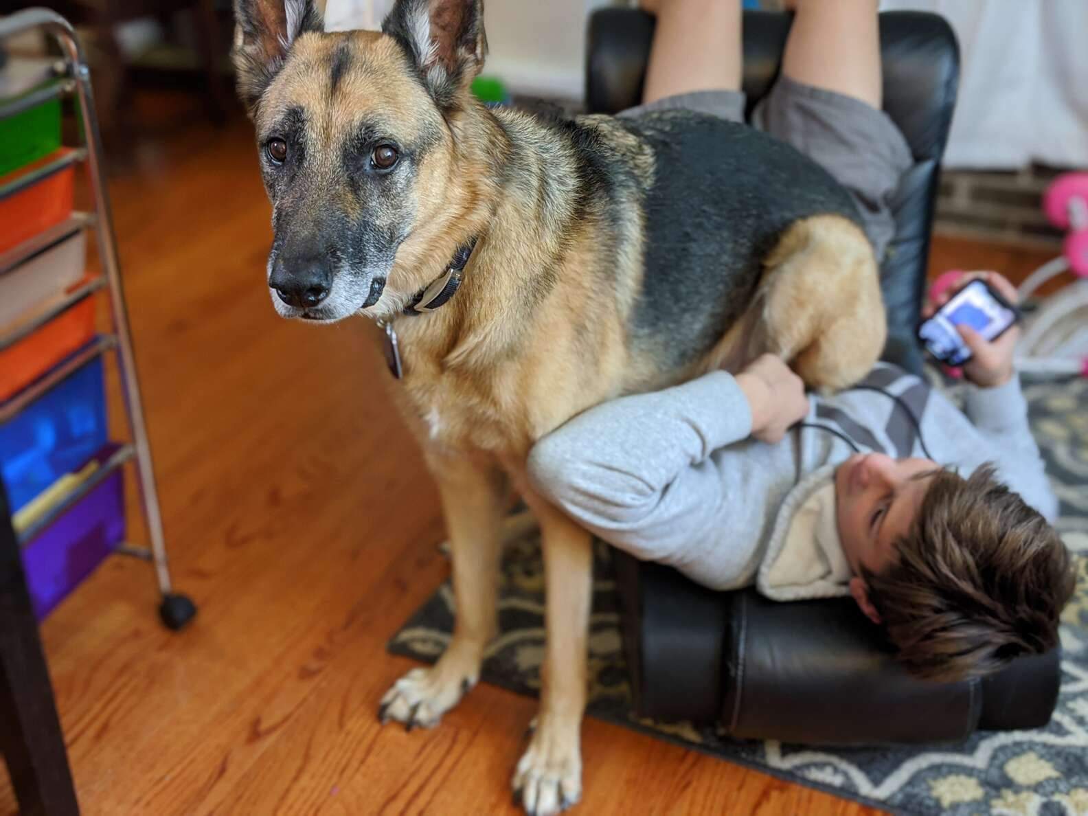 german shepherd with boy