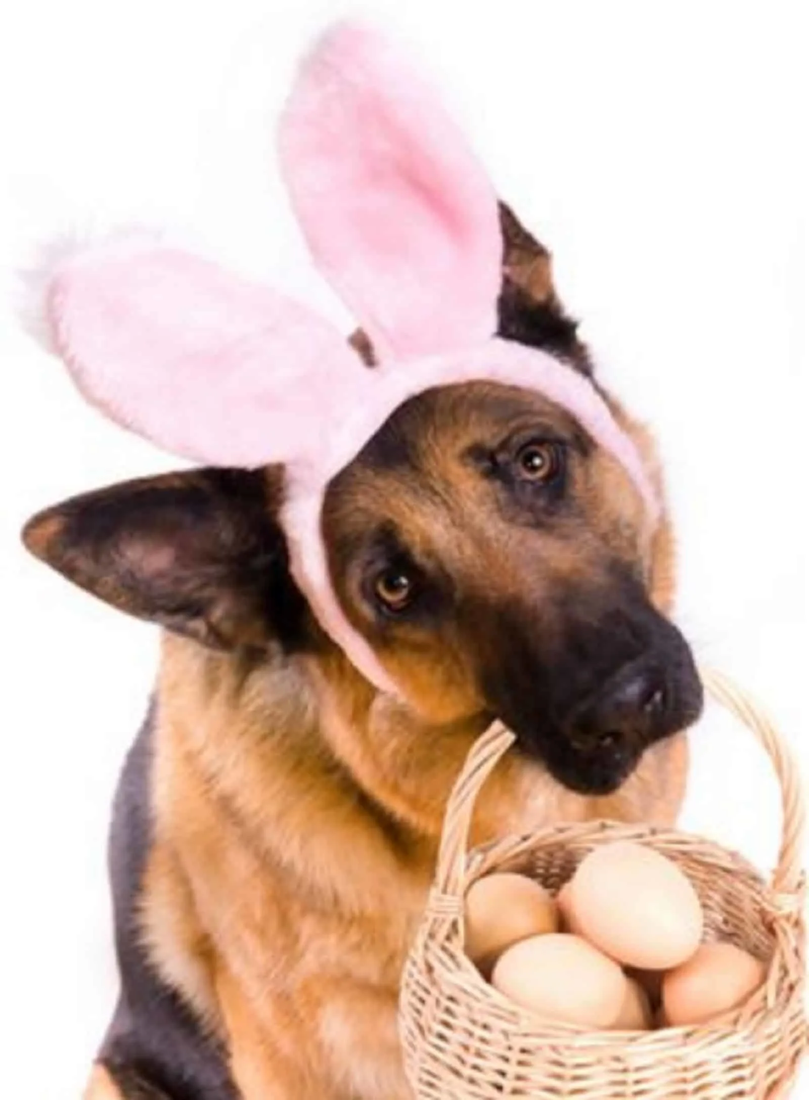 german shepherd with easter bunny ears holding basket with easter eggs in his mouth