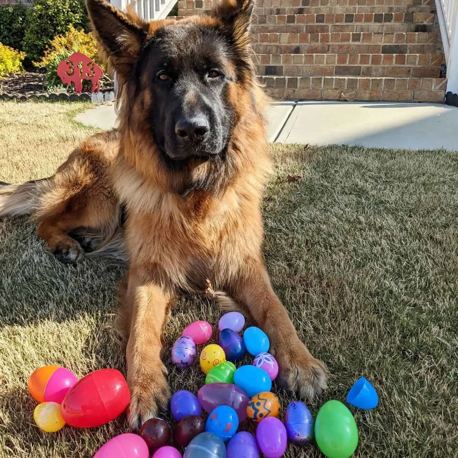 german shepherd with easter eggs on the lawn