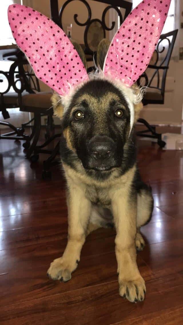 german shepherd with pink bunny ears