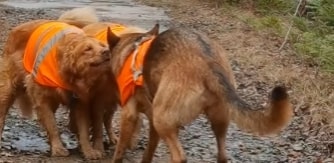 german shepherds pull the rope