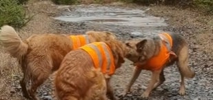 german shepherds pulling the rope on the road